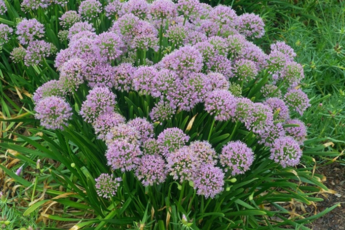 Garden Adventurer: ‘Millenium’ Allium is More Than a Spellcheck - Cary ...